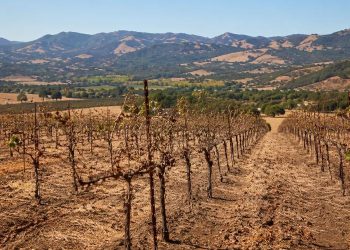 Napa Valley