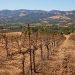 Napa Valley