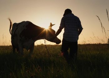 Cattle