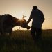 Cattle