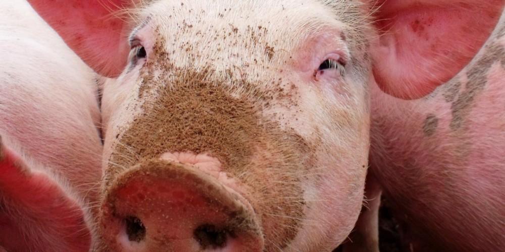 Pig